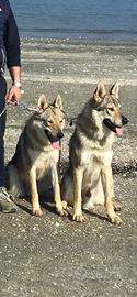 Cane lupo cecoslovacco per accoppiamento