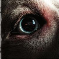 ROGER WATERS - THE DARK SIDE OF THE MOON REDUX