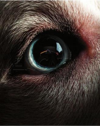 ROGER WATERS - THE DARK SIDE OF THE MOON REDUX