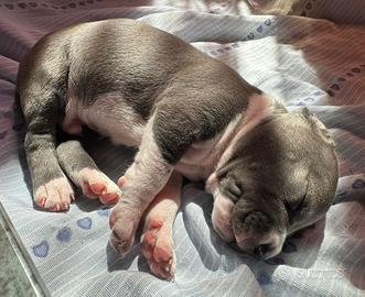 Cuccioli Amstaff
