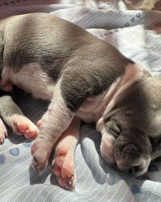 Cuccioli Amstaff
