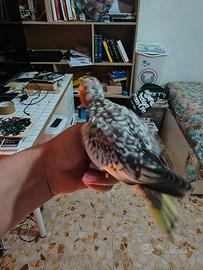 Calopsite e inseparabili rosecollis