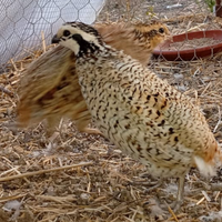 Colini della virginia