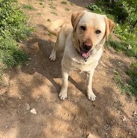 Labrador adulto