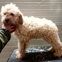 Lagotto romagnolo