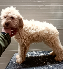 Lagotto romagnolo