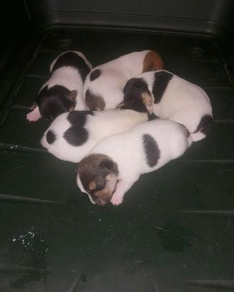 Cuccioli jack russel