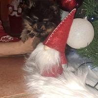 Cani spitz di pomerania