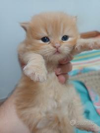 Cuccioli di gatto persiano
