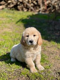 Cuccioli di Golden retriver
