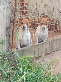 Jack Russell