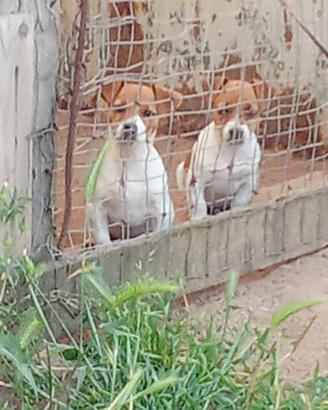 Jack Russell