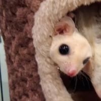 Petauro dello zucchero femmina bianca