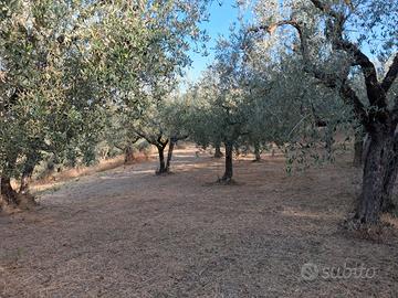 uliveto 180 piante Montefalco 