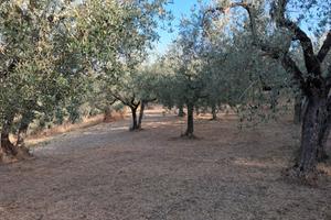 uliveto 180 piante Montefalco 