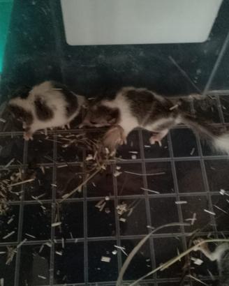 Cuccioli minighiro africano coda bianca mosaico