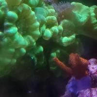 Frag caulastrea