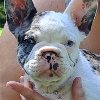 Bulldog francese merle blu