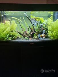 acquario juwel