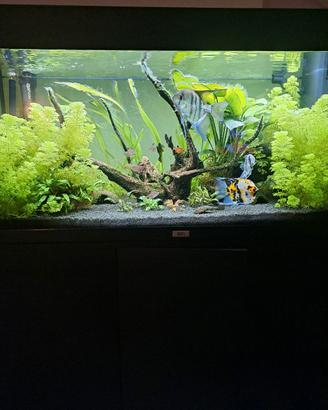 acquario juwel