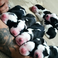 Cuccioli di san Bernardo