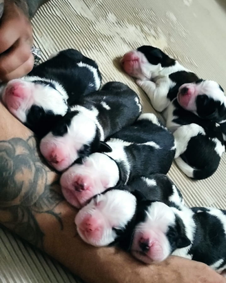 Cuccioli di san Bernardo