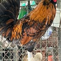 Galli nati in casa 2025