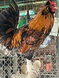 Galli nati in casa 2025