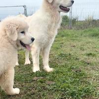 Cucciola di pastore maremmano abruzzese