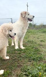 Cucciola di pastore maremmano abruzzese