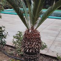 Piante cycas