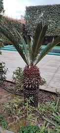 Piante cycas