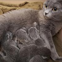 Gattini Certosini con Pedigree