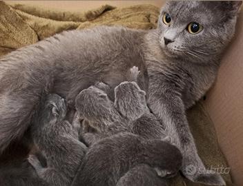 Gattini Certosini con Pedigree