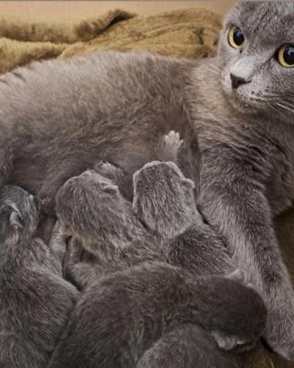 Gattini Certosini con Pedigree