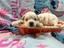 Immagine 6