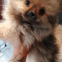 Cani Spitz Pomerania