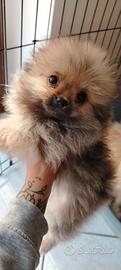 Cani Spitz Pomerania