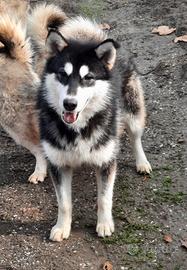 Alaskan Malamute