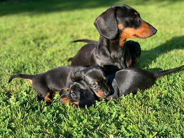 Cucciolo di bassotto maschio colore nero