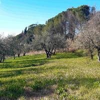 TERRENO con Vigneto e Oliveta a Capannoli