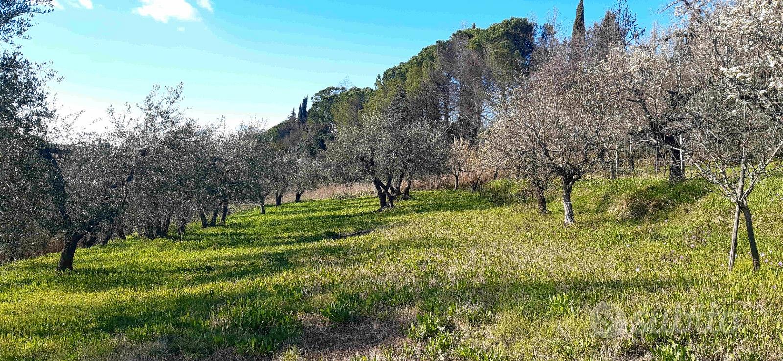 TERRENO con Vigneto e Oliveta a Capannoli - Terreni e rustici In ...