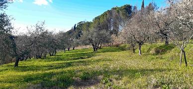 TERRENO con Vigneto e Oliveta a Capannoli