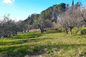 TERRENO con Vigneto e Oliveta a Capannoli