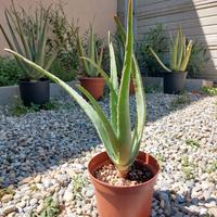 Pianta di Aloe Vera barbadensis di 2 anni in Vaso