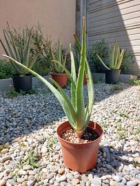 Pianta di Aloe Vera barbadensis di 2 anni in Vaso