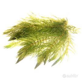 Ceratophyllum demersum rami da 10cm/15cm 5pz