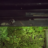 Lemna minor abbondante