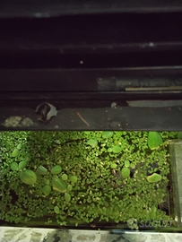 Lemna minor abbondante