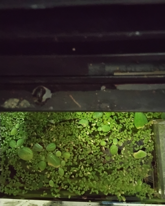 Lemna minor abbondante